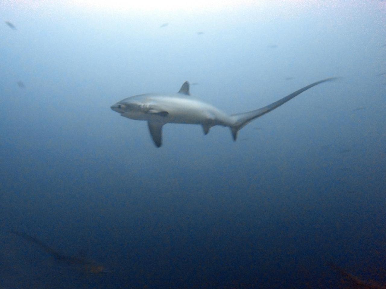 The Shark'S Tail Dive Center Hotell Daanbantayan Eksteriør bilde